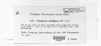 Uromyces ambiguus image